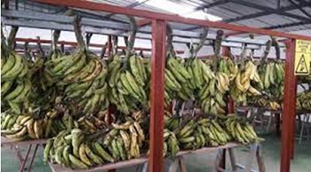 Marché bananes